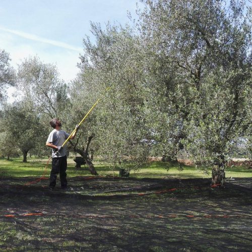 raccolta olive 2024